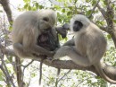 cute monkeys * 640 x 480 * (81KB)